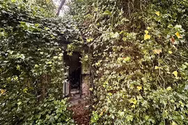 Ám ảnh ngôi nhà bỏ hoang hàng chục năm bị thiên nhiên xâm chiếm