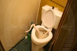 Người phụ nữ hoảng hồn phát hiện trăn chui lên từ bồn cầu