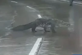Hơn 200 con cá sấu tràn ra đường phố Mexico sau mưa lớn