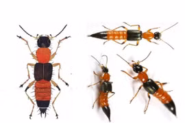 Độc tố nguy hiểm trong kiến ba khoang gây loét da hoại tử