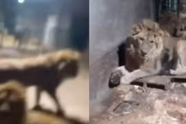 Vào chuồng sư tử quay video, người đàn ông chết thảm 