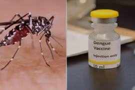 Vaccine sốt xuất huyết của Nhật Bản hiệu quả sao?