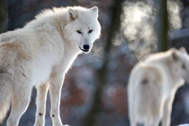 Kinh hãi người phụ nữ bị sói tấn công trong sở thú