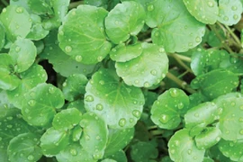 Kinh ngạc loại rau xanh “lành mạnh nhất thế giới”, chống ung thư