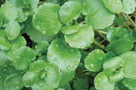 Kinh ngạc loại rau xanh “lành mạnh nhất thế giới”, chống ung thư