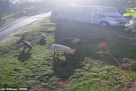 Ngôi làng cổ náo loạn vì đàn lợn quậy phá