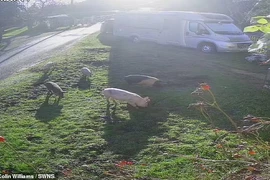 Ngôi làng cổ náo loạn vì đàn lợn quậy phá