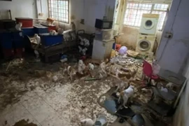 Người đàn ông ngồi tù vì bỏ mặc 43 con mèo