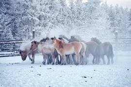 Thêm hình ảnh về cuộc sống ở vùng đất lạnh -50 độ