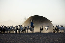 Cuộc sống người dân Afar ở vùng đất nước "quý như vàng"
