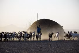 Cuộc sống người dân Afar ở vùng đất nước "quý như vàng"