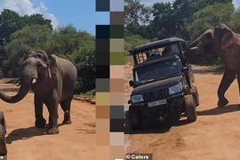 Khoảnh khắc gây sốc voi hung dữ tấn công khách du lịch