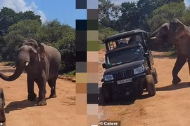 Khoảnh khắc gây sốc voi hung dữ tấn công khách du lịch