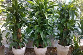 5 loại cây “ăn tiền thiên hạ” đặt phòng khách hút tài lộc cực đỉnh