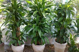 5 loại cây “ăn tiền thiên hạ” đặt phòng khách hút tài lộc cực đỉnh