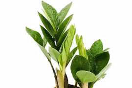 Trồng 4 loại cây dòng dõi đế vương, gia chủ giàu có hết phần thiên hạ