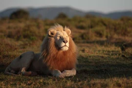 Chiêm ngưỡng vẻ đẹp độc đáo của động vật hoang dã châu Phi