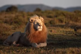 Chiêm ngưỡng vẻ đẹp độc đáo của động vật hoang dã châu Phi