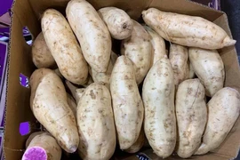 Dân Việt không ngại chi tiền triệu mua khoai lang tím Úc về ăn