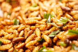 Nhộng tằm rất giàu dinh dưỡng nhưng dễ gây ngộ độc, thậm chí tử vong