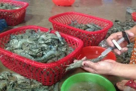 Cách đơn giản nhận biết tôm bơm tạp chất thạch rau câu