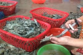 Cách đơn giản nhận biết tôm bơm tạp chất thạch rau câu