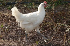 Gà đắt nhất thế giới giá hơn 1 triệu đồng/kg được nuôi thế nào?