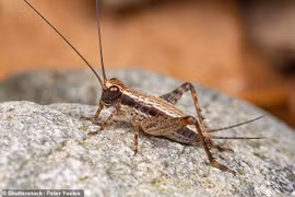 Đã tìm ra cách để con người tồn tại trên hành tinh Đỏ