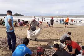 Dân Cửa Lò no nê "lộc biển" dạt đầy bờ sau bão