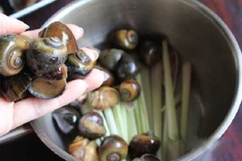 Những sai lầm chết người khi ăn ốc mà nhiều người mắc phải