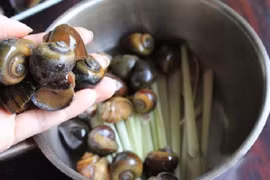 Những sai lầm chết người khi ăn ốc mà nhiều người mắc phải