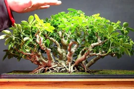 Ý nghĩa phong thủy và tác dụng sức khỏe của cây ngũ gia bì