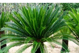 Ngủ đông 60 triệu năm, cây thần bỗng nhiên sống lại