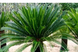 Ngủ đông 60 triệu năm, cây thần bỗng nhiên sống lại