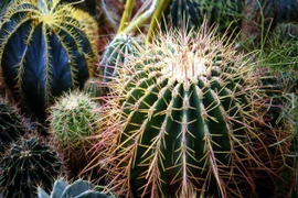 Thứ không được để trên bàn làm việc kẻo sự nghiệp tuột dốc