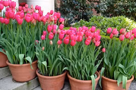 Thận trọng với những loài hoa đẹp chơi tết nhưng rất độc