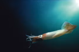 Thợ lặn phát hiện vật thể như trứng thủy quái dưới lòng biển