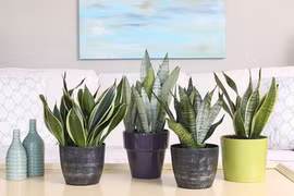 Trồng 4 loại cây này trong nhà vừa phòng bệnh vừa hút tài lộc