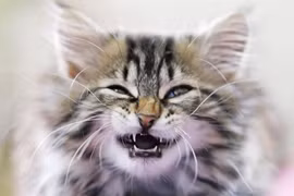 Người đàn ông ở Cà Mau tử vong sau 3 tháng bị mèo cắn