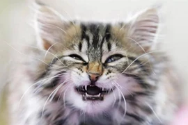 Người đàn ông ở Cà Mau tử vong sau 3 tháng bị mèo cắn