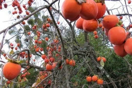 Trồng loại quả như đồ trang trí Giáng sinh, thu siêu lợi nhuận