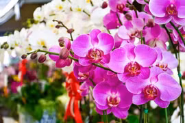 4 loài hoa đẹp nhưng tuyệt đối không được đặt lên bàn thờ ngày Tết