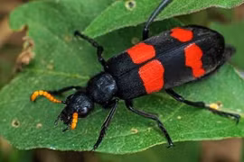 Ăn sâu ban miêu, nhiều người nhập viện với nguy cơ huỷ hoại cơ thể