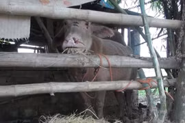 Thanh Hóa: Đàn trâu điên không biết từ đâu tới húc bị thương 15 người