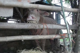 Thanh Hóa: Đàn trâu điên không biết từ đâu tới húc bị thương 15 người