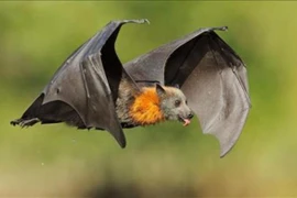 4 dấu hiệu trời thương Thần Tài sắp ghé tới thăm bạn