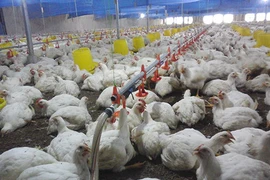 Nỗi buồn gà rẻ như rau, thịt lợn đắt kỷ lục, biết rồi nói mãi