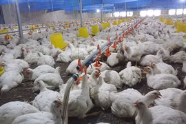 Nỗi buồn gà rẻ như rau, thịt lợn đắt kỷ lục, biết rồi nói mãi