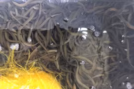 Thành tỷ phú nhờ nuôi con vật có thể biến đổi từ cái thành đực