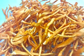 Bỏ lương 14 triệu/tháng về quê trồng “siêu nấm” kiếm 500 triệu/năm